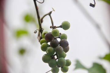 Grapes in the garden