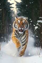 Fototapeta na wymiar A Beautiful Cheerful Funny Encounter in a Winter Wonderland: A Tiger Animal in a Long Colorful Scarf Races in Beautifully Snowy Serene Glacial Pine Forest (generative AI)
