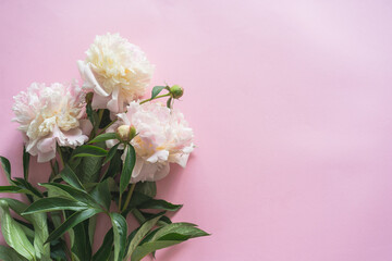Fototapeta na wymiar White peonies on a pink background. Free space for your inscription. Beautiful holiday card. Mother's Day. Love and romantic concept