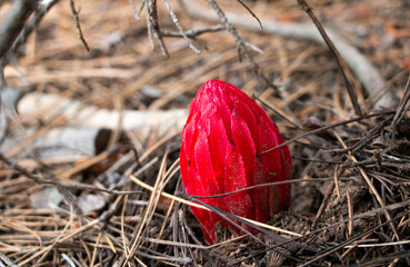 Snow Plant or Sarcodes blooming in the Sierra Nevada, Lake Tahoe