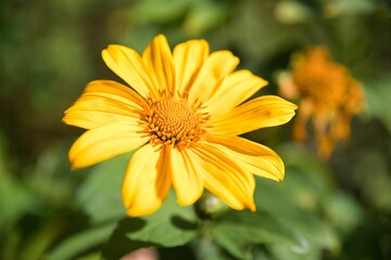 Close-up of a yellow Mexican Sunflower, dark green leaves diffuse in the background.