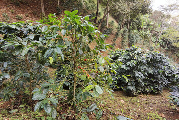 Coffee beans ripening on a tree                               