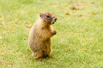 Baby yellow-bellied marmot (Marmota flaviventris) with a puzzled look