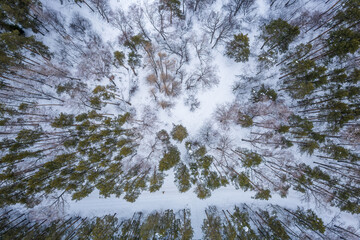 Aerial view of the road in the winter forest with high pine or spruce trees covered by snow. Driving in winter.