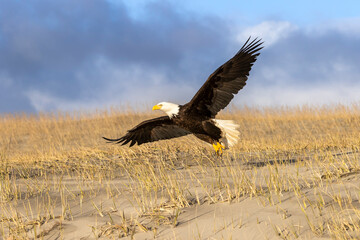 Bald eagle at the beach taking off from a sand dune