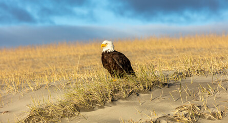 Bald eagle sitting on a sand dune at the beach during sunset.