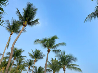 Fototapeta na wymiar Bottom Up View Coconut Palm Trees on Blue Sky Background