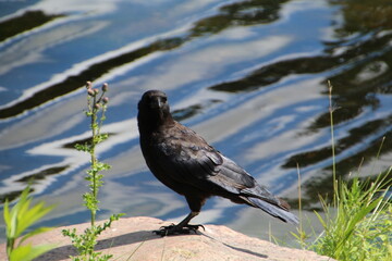crow on the beach, William Hawrelak Park, Edmonton, Alberta