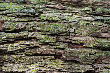 Close up photograph of rough tree bark running horizontally with green lichen on the surface making a great nature background image with copy space.