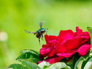 春の赤いバラの花にコガネムシ