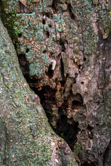 Close up photograph of a tree trunk with holes and rot caused by insects with green lichen on the bark.