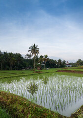 The view of mountains, rice field, trees and blue sky in asia. Nature background.