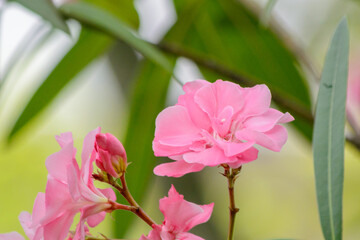 キョウチクトウの花