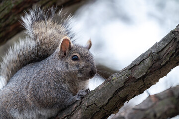 Naklejka na ściany i meble Close up wildlife photograph of a cute furry common gray squirrel resting in a tree on a branch in spring on a sunny day with bright sky in background with copy space.