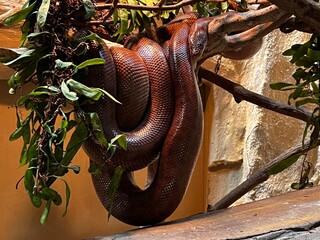The Brown Python