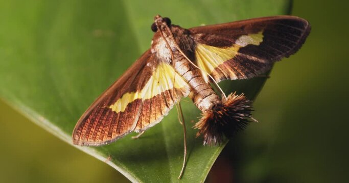 Male Brown Snout moth funny coremata hairy scent organ release pheromones during courtship, slider shot moth on leaf