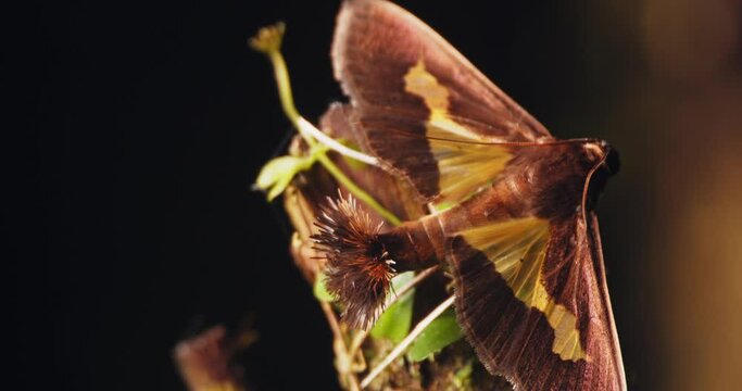 Brown Snout moth sits on a plants flagging its unique coremata hairy scent organ release pheromones during courtship