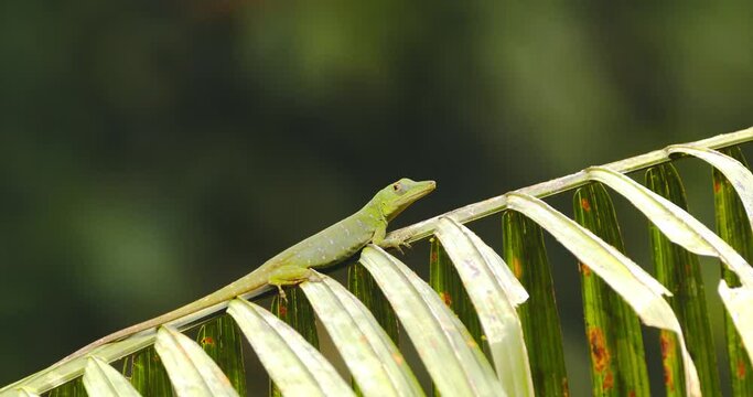 Slider shot of a Green Anolis Lizard basking on an Palm branch looking around 