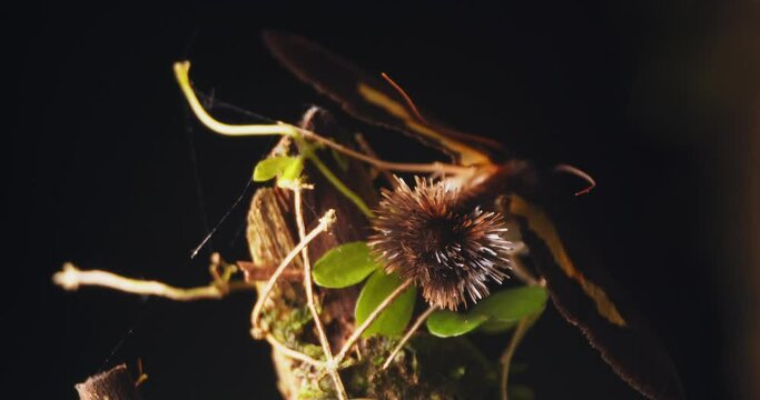 closeup of the Funny hairy scent organ of the Brown Snout Moth as it displays it from top of the perch to attract females