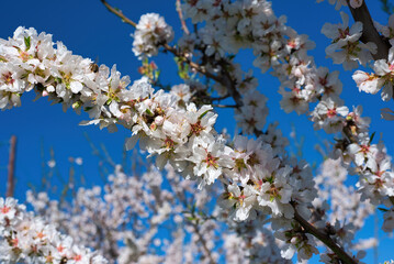 blooming almonds, tree blooming in the heart of winter, earlier than all other plants, waiting for the warmth of spring to reveal their beauty.