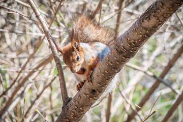 The squirrel sits on a branches in the spring or summer.