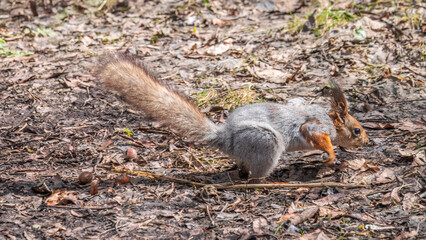 Squirrel in autumn or spring hides nuts on the green grass with fallen yellow leaves
