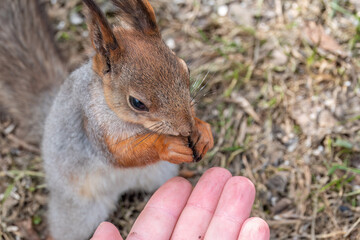 A squirrel in the spring or autumn eats nuts from a human hand. Eurasian red squirrel, Sciurus vulgaris