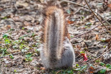 A rear view of a squirrel in grey winter coat against the fallen leaves background. The magnificent tail of a squirrel.