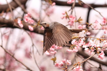 桜とヒヨドリ