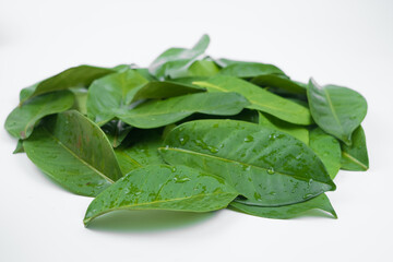 Aromatic bay leaves isolated on white background