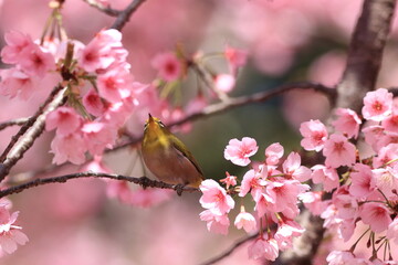 桜とメジロ
