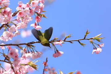 桜とメジロ