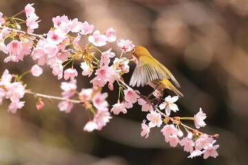 桜とメジロ