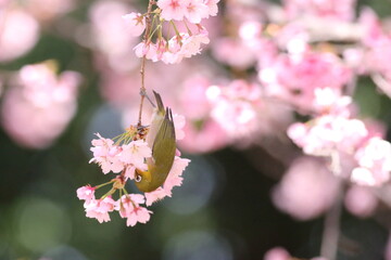 桜とメジロ