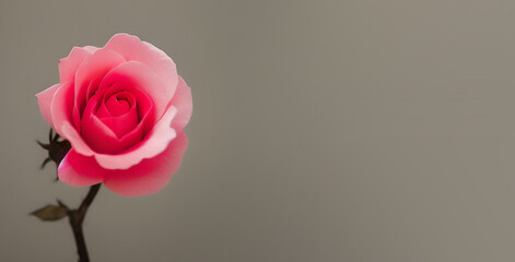 Pink rose with space to write cute message, Ai
