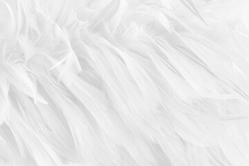 Beautiful white grey bird feathers pattern texture background.