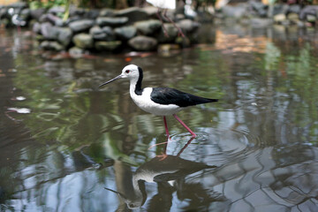 The Black-winged Stilt Bird has long pink legs, black wings and a white body.                      