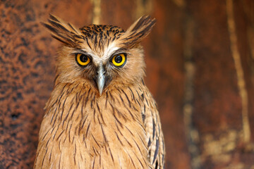 Close up photos of Big Brown Owl with yellow eyes.                                                                                                          