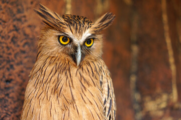 Close up photos of Big Brown Owl with yellow eyes.	
