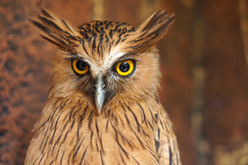 Close up photos of Big Brown Owl with yellow eyes.                                                                                                          