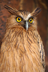 Close up photos of Big Brown Owl with yellow eyes.                     