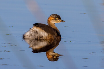 Australian Grebe in Victoria Australia