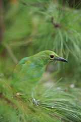 Selected focus of The greater green leafbird among the fir trees.                        