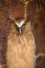 Close up photos of Big Brown Owl with yellow eyes.                                                                                    