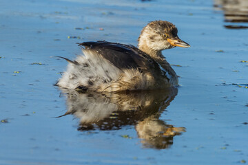 Australian Grebe in Victoria Australia