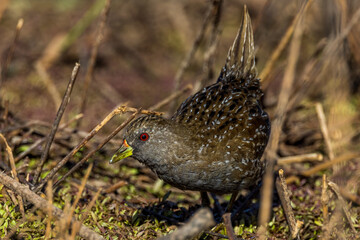 Australian Spotted Crake in Victoria Australia