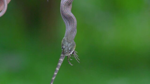 video of a black headed cat snake boiga nigriceps eat a oriental garden lizard calotes versicolor 