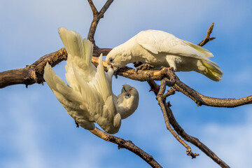 Little Corella in Victoria, Australia