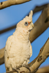 Little Corella in Victoria, Australia