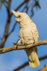 Little Corella in Victoria, Australia